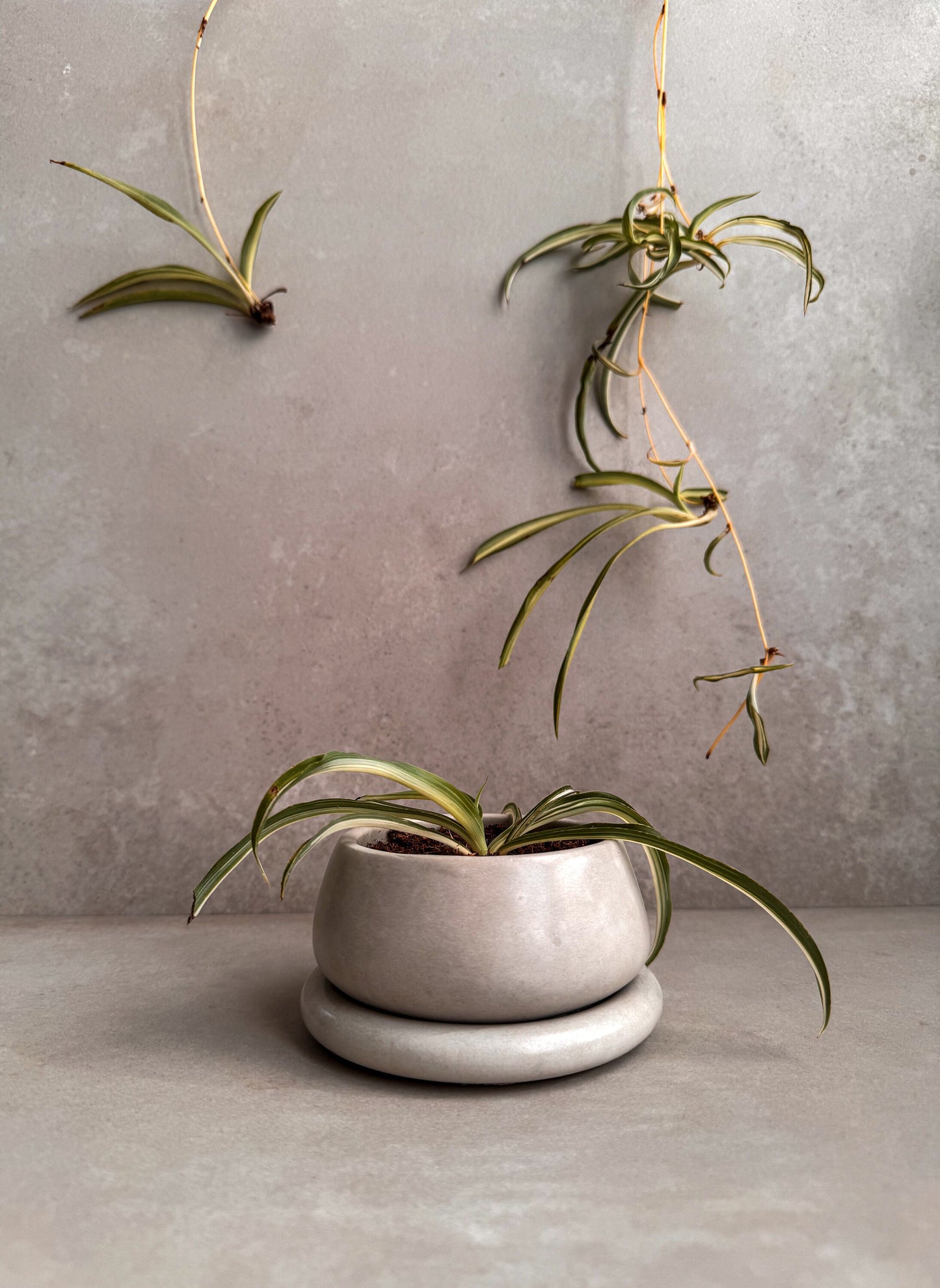 Small Planter with Drainage, Cute Plant Pot, Bubble Planter, Succulent Planter, Decorative Concrete Pot, Round Bonsai Pot, Chubby Mini Pot
