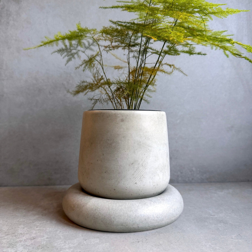 Awa cream concrete planter with fern on rounded saucer, front view