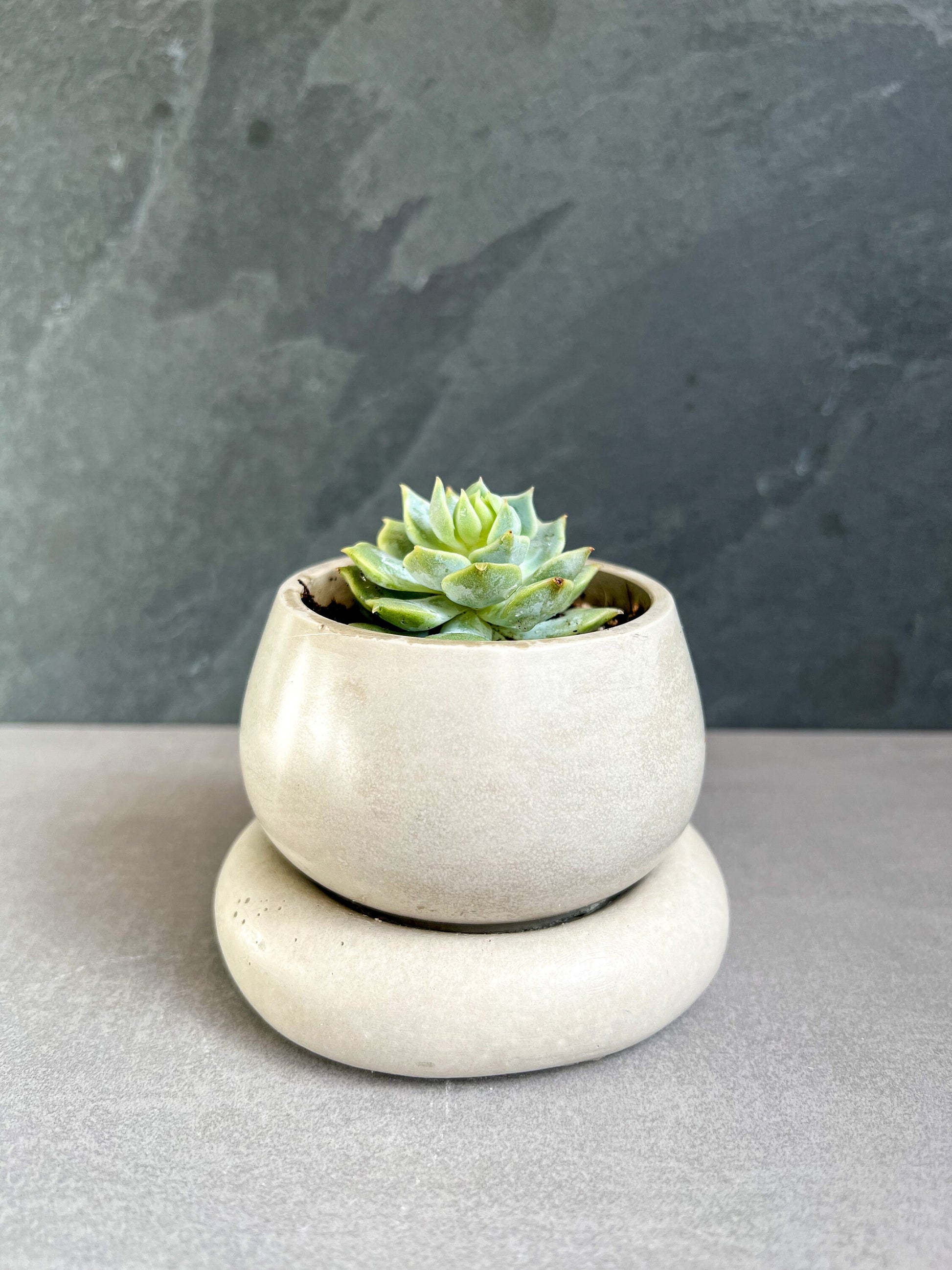 Small Concrete Planter with Drainage, Cute Plant Pot, Bubble Planter, Succulent Planter, Decorative Pot, Modern Pot, Nordic, Chubby Pot