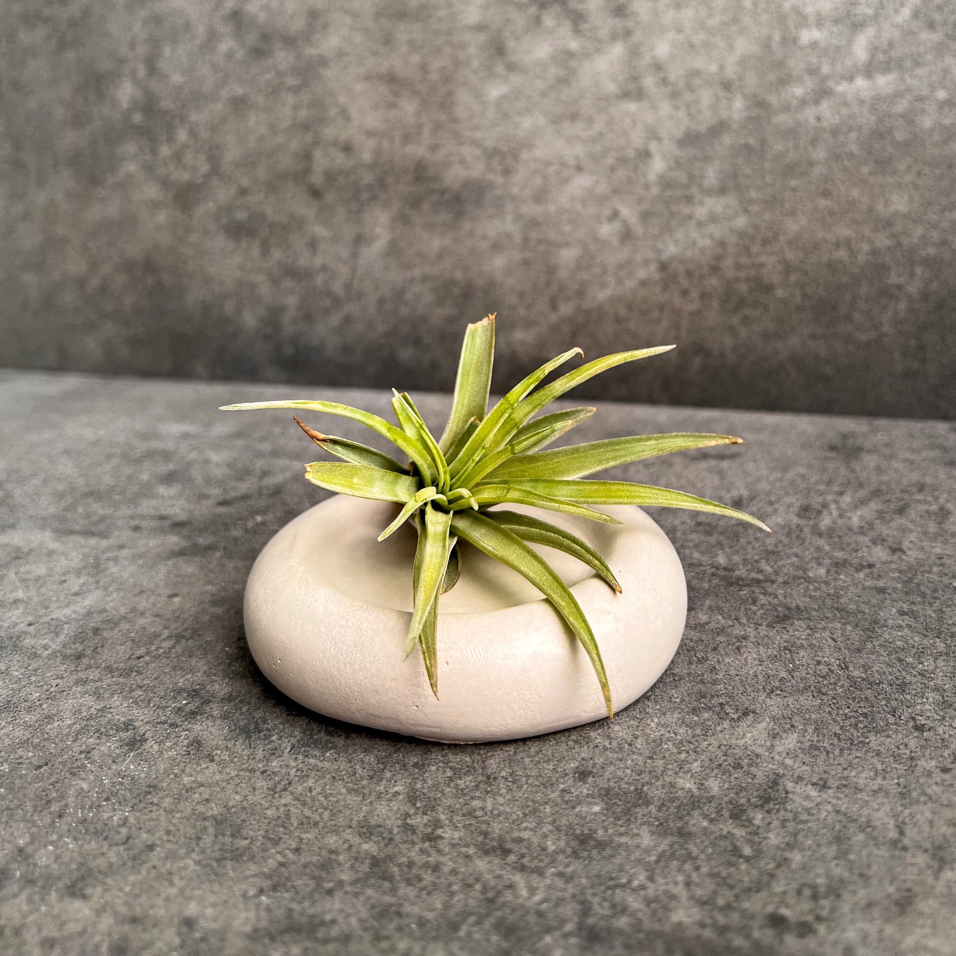 Small Cloud Concrete Tray, Pebble Tray, Decorative Tray, Ring Dish, Catch All Tray, Bubble Tray, Jewelry Display, Minimalist Tray, Decor