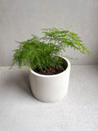 CONCRETE PLANTER with Drainage, Simple Plant Pot, Round Planter, Decorative Cement Pot, Minimalist, Nordic, Medium Planter, Japandi Decor