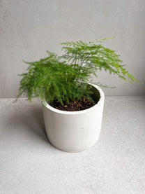 CONCRETE PLANTER with Drainage, Simple Plant Pot, Round Planter, Decorative Cement Pot, Minimalist, Nordic, Medium Planter, Japandi Decor