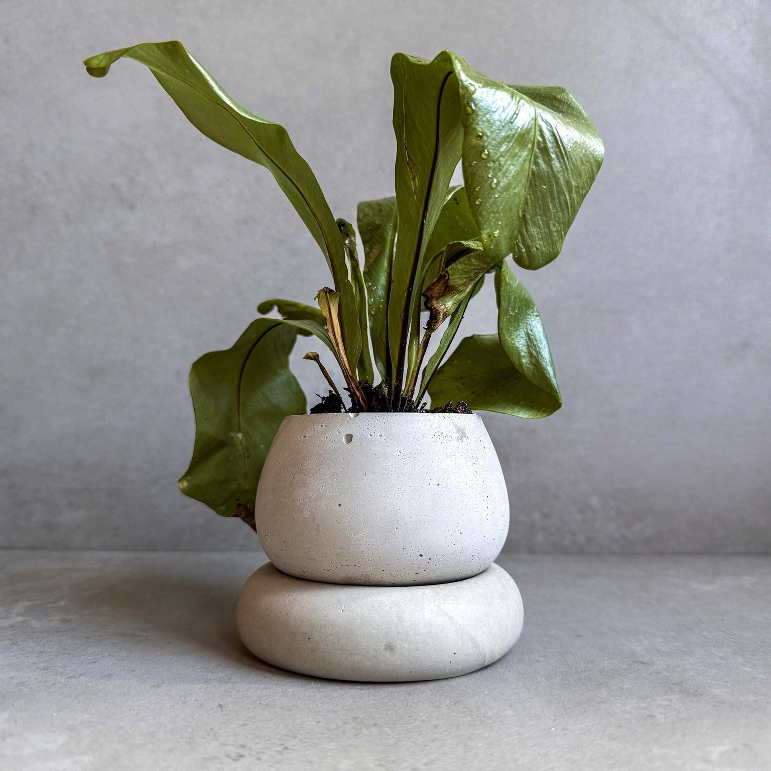 Small Concrete Planter with Drainage, Cute Plant Pot, Bubble Planter, Succulent Planter, Decorative Pot, Modern Pot, Nordic, Chubby Pot