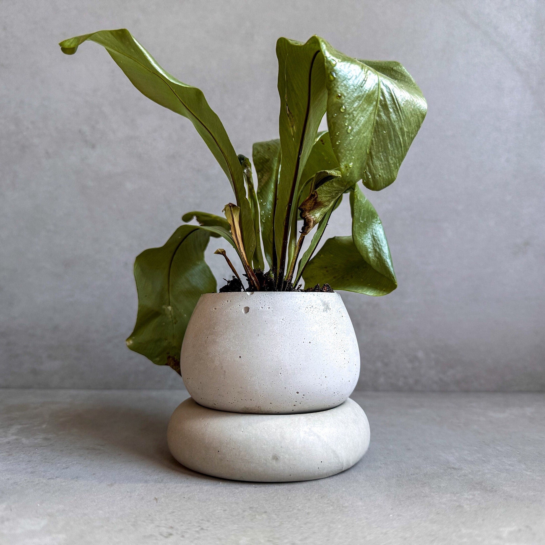 Small Concrete Planter with Drainage, Cute Plant Pot, Bubble Planter, Succulent Planter, Decorative Pot, Modern Pot, Nordic, Chubby Pot