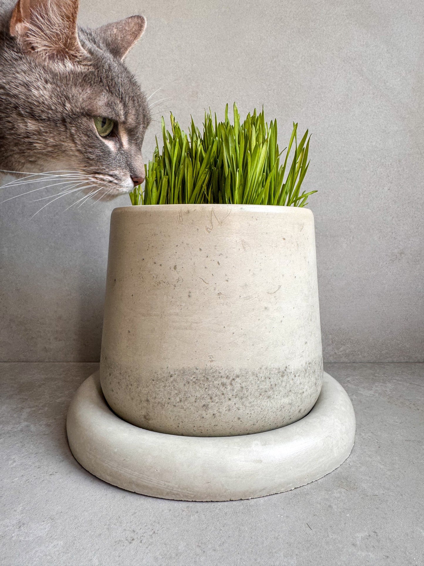 Concrete Planter with Saucer, Modern Plant Pot, Bubble Planter, Decorative Cement Pot, Minimalist Pot with Drainage, Nordic Pot, Chunky Pot