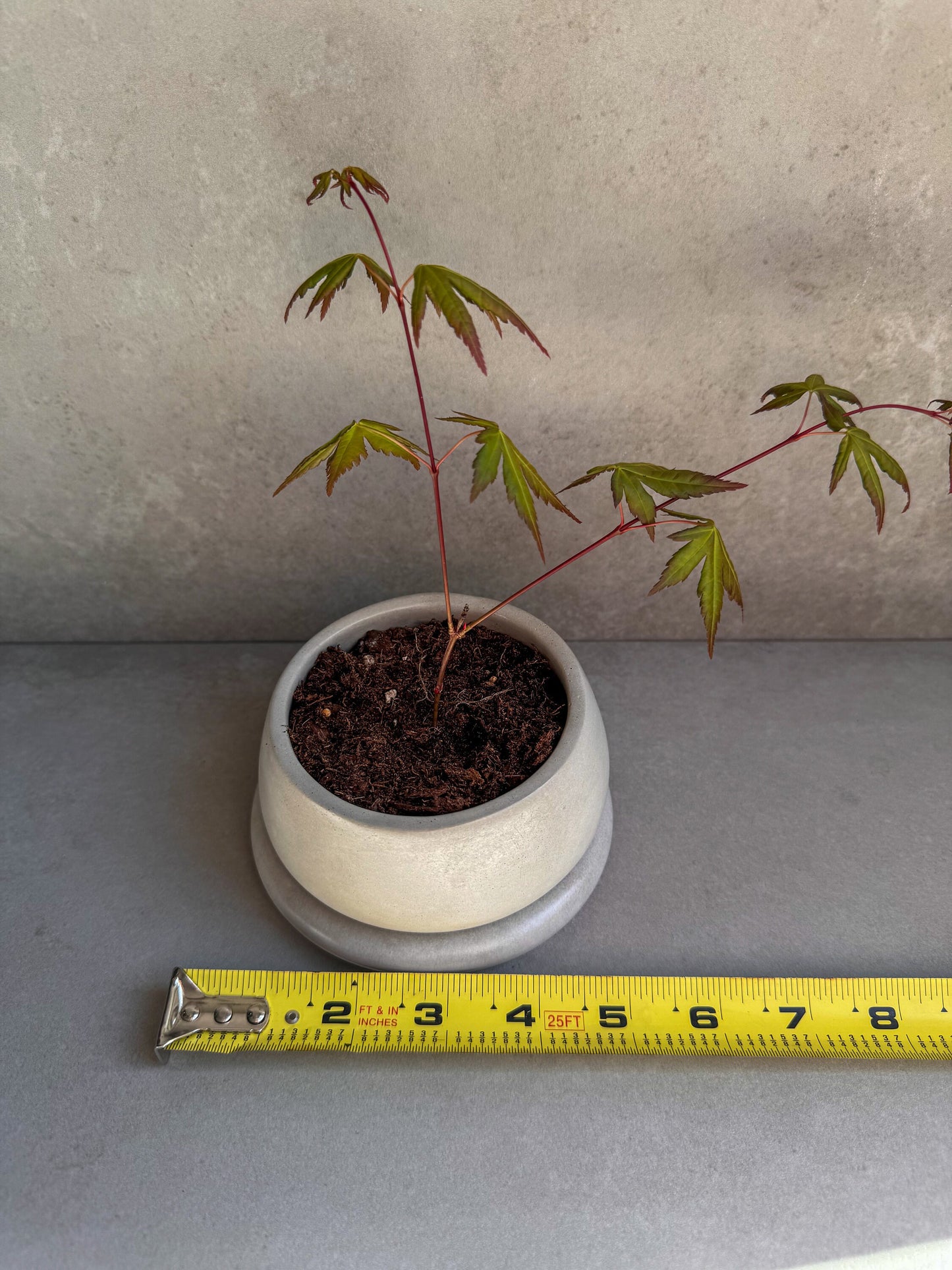 Small Planter with Drainage, Cute Plant Pot, Bubble Planter, Succulent Planter, Decorative Concrete Pot, Round Bonsai Pot, Chubby Mini Pot