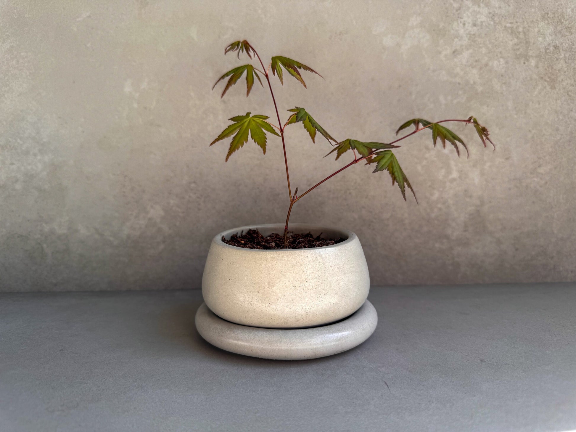 Small Planter with Drainage, Cute Plant Pot, Bubble Planter, Succulent Planter, Decorative Concrete Pot, Round Bonsai Pot, Chubby Mini Pot