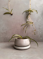 Small Planter with Drainage, Cute Plant Pot, Bubble Planter, Succulent Planter, Decorative Concrete Pot, Round Bonsai Pot, Chubby Mini Pot