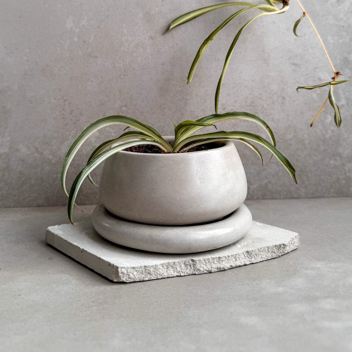 Small cream-colored Pico bubble concrete planter for a compact indoor plant