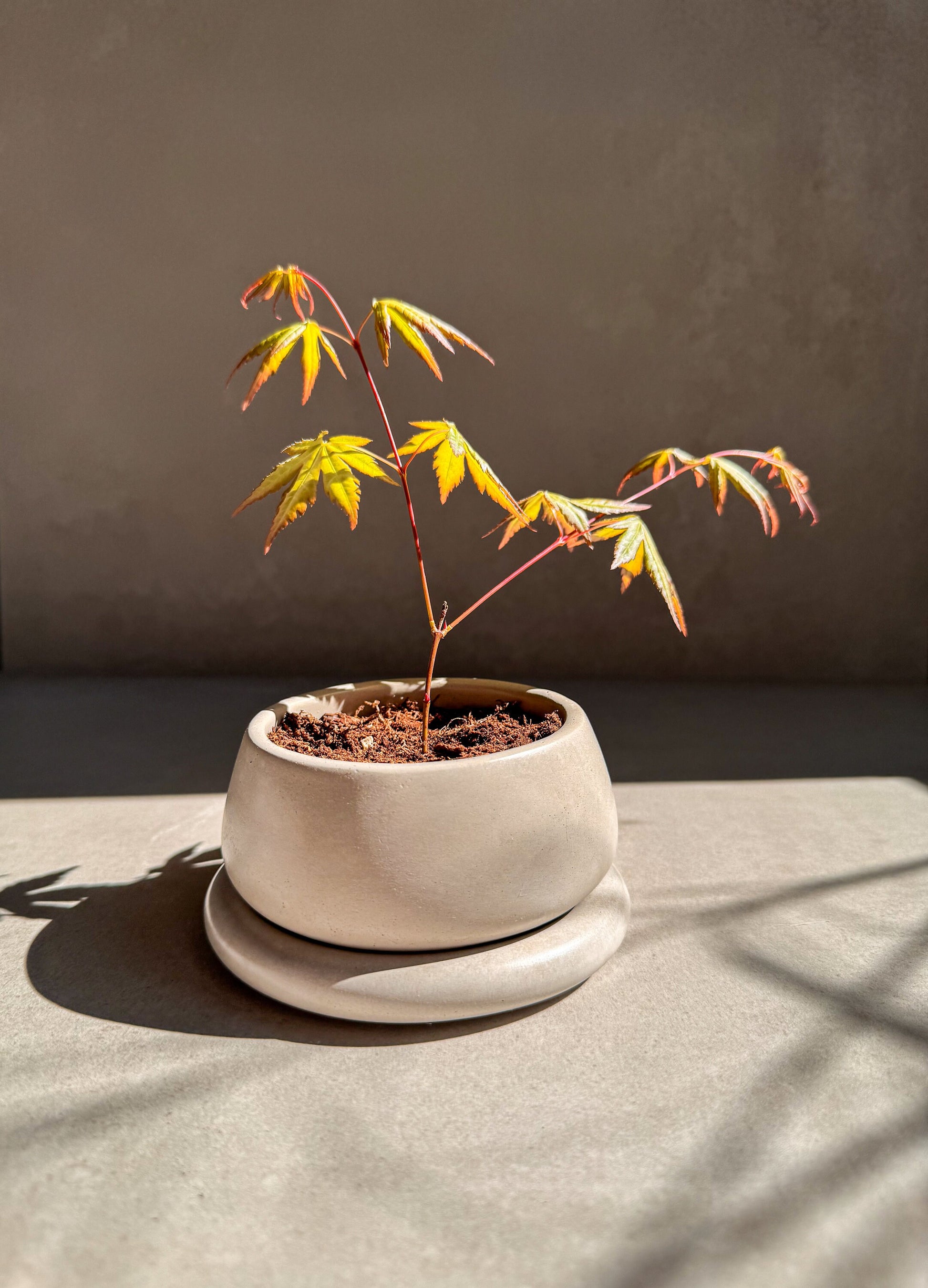 Small Planter with Drainage, Cute Plant Pot, Bubble Planter, Succulent Planter, Decorative Concrete Pot, Round Bonsai Pot, Chubby Mini Pot