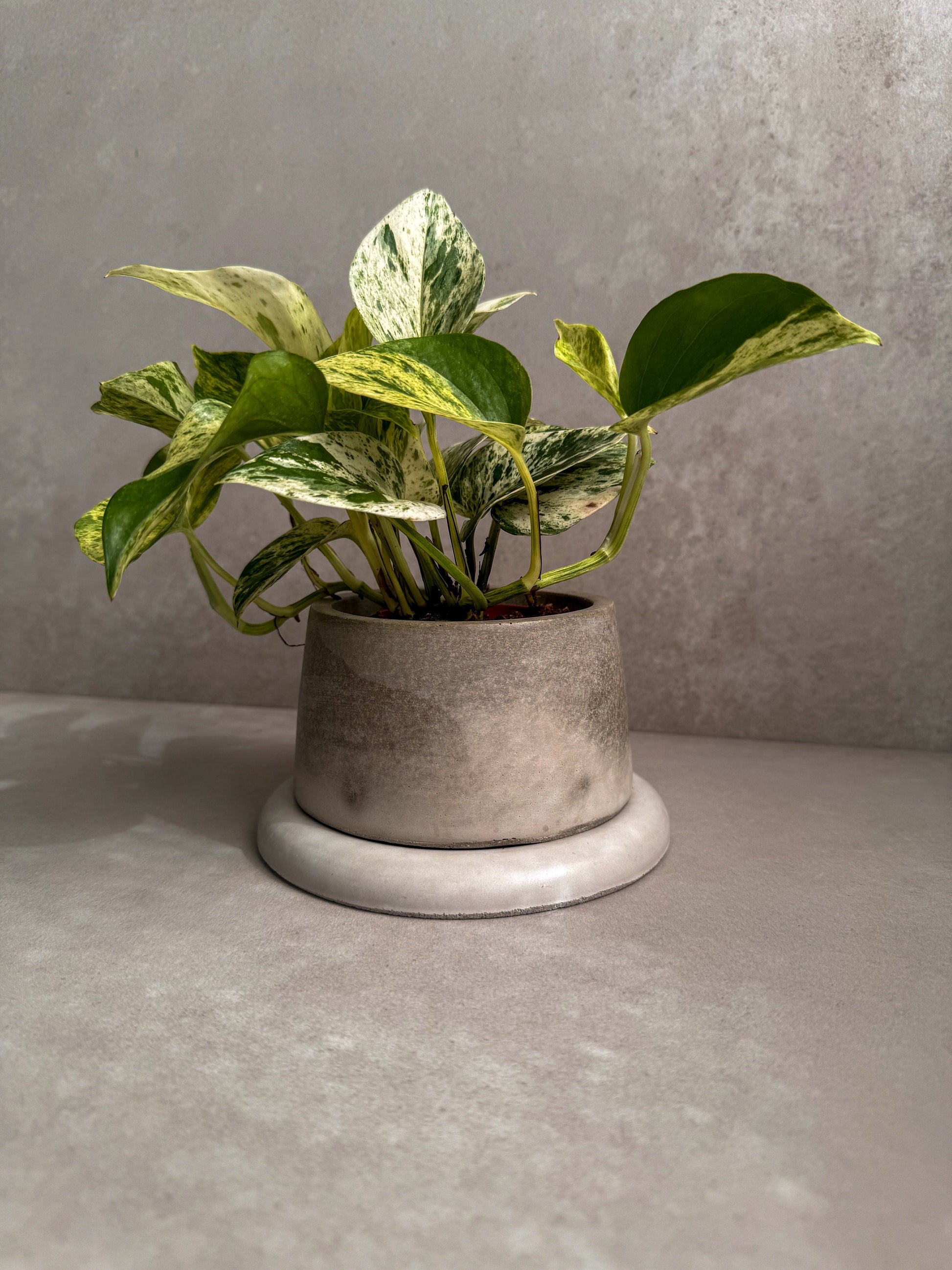 Concrete Planter with Saucer, Modern Plant Pot, Small Round Planter, Houseplant Decor, Minimalist Pot with Saucer, Nordic Pot, Chunky Pot