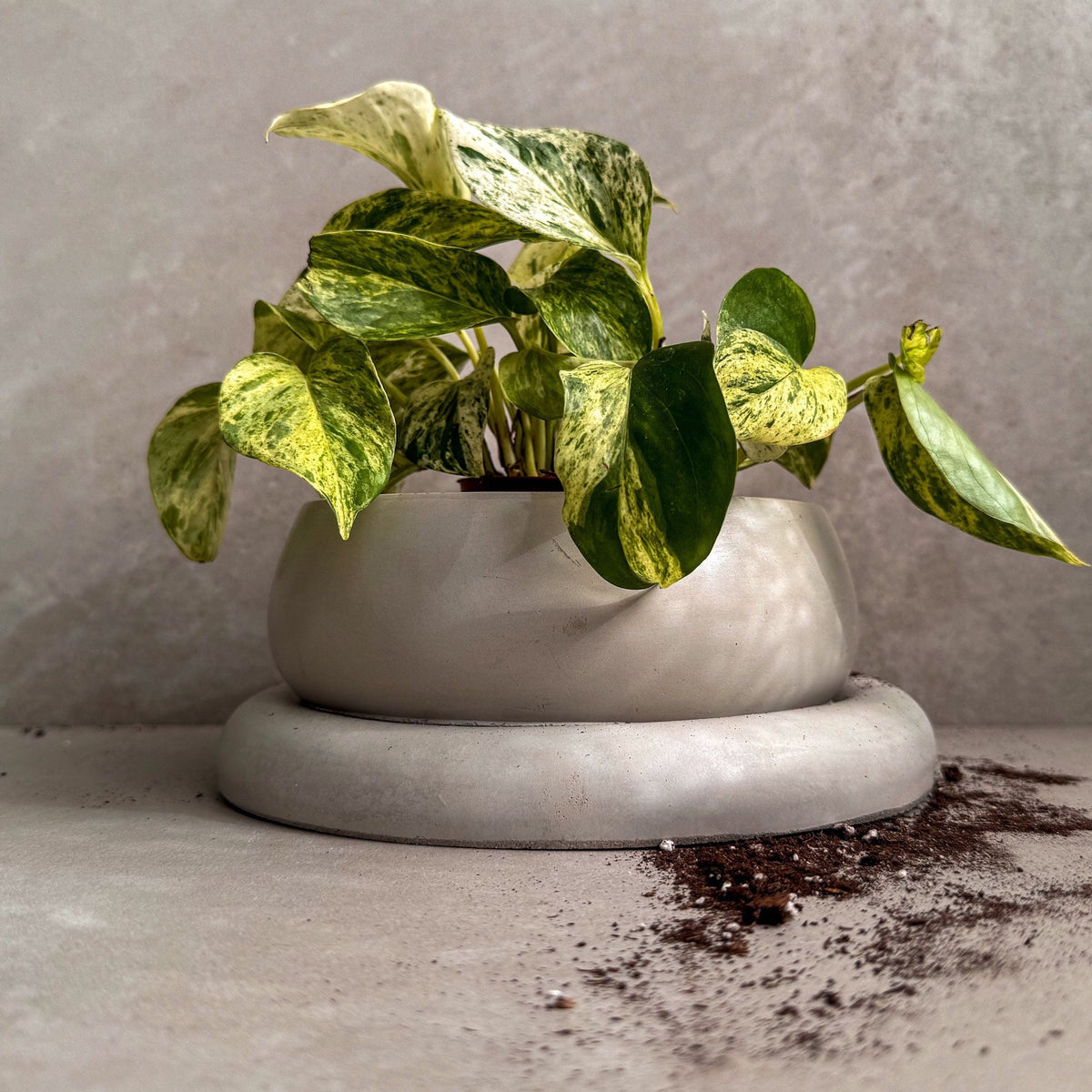 Low cream-colored Nido concrete planter with coordinating saucer