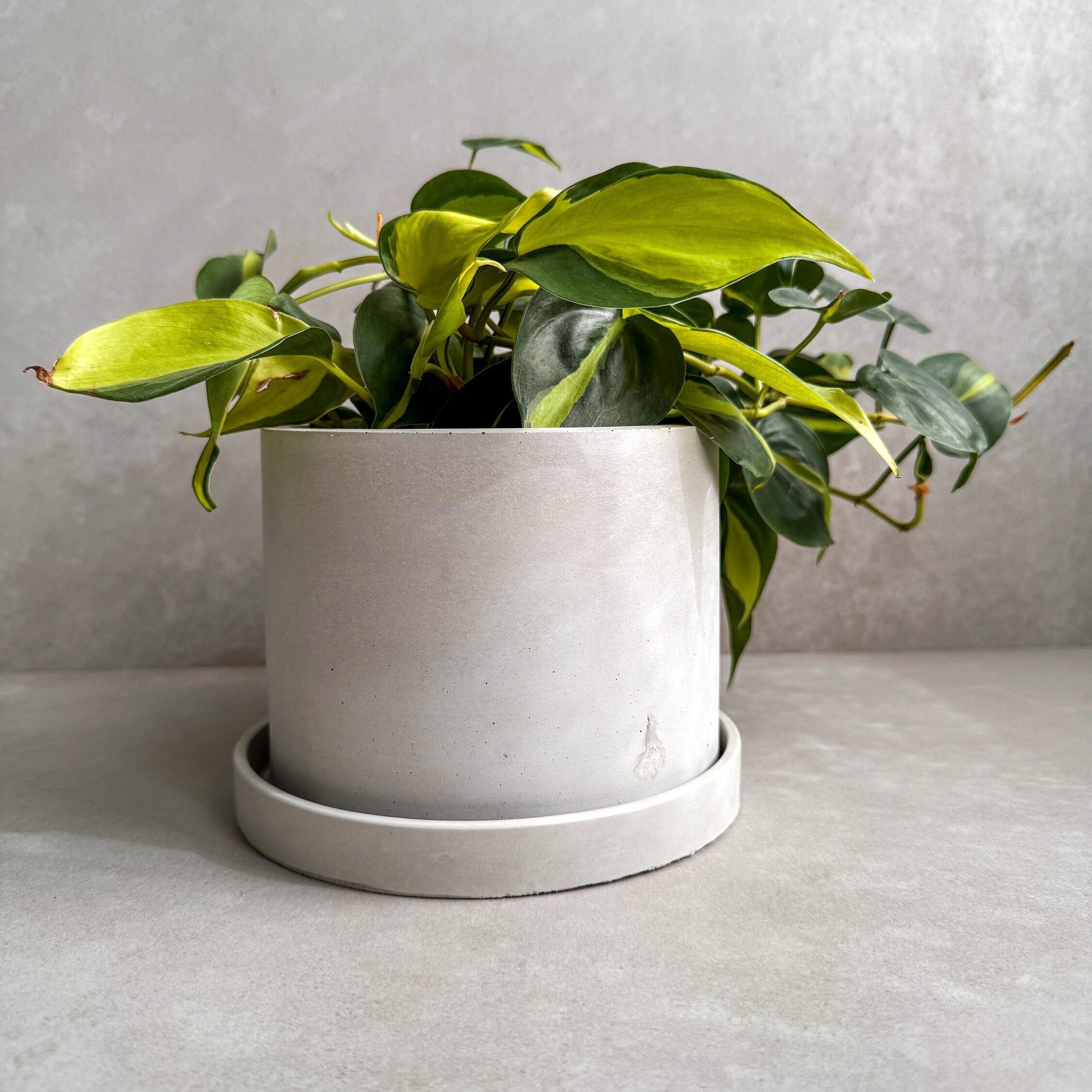 CONCRETE PLANTER with Drainage, Simple Plant Pot, Round Planter, Decorative Cement Pot, Minimalist, Nordic, Medium Planter, Japandi Decor