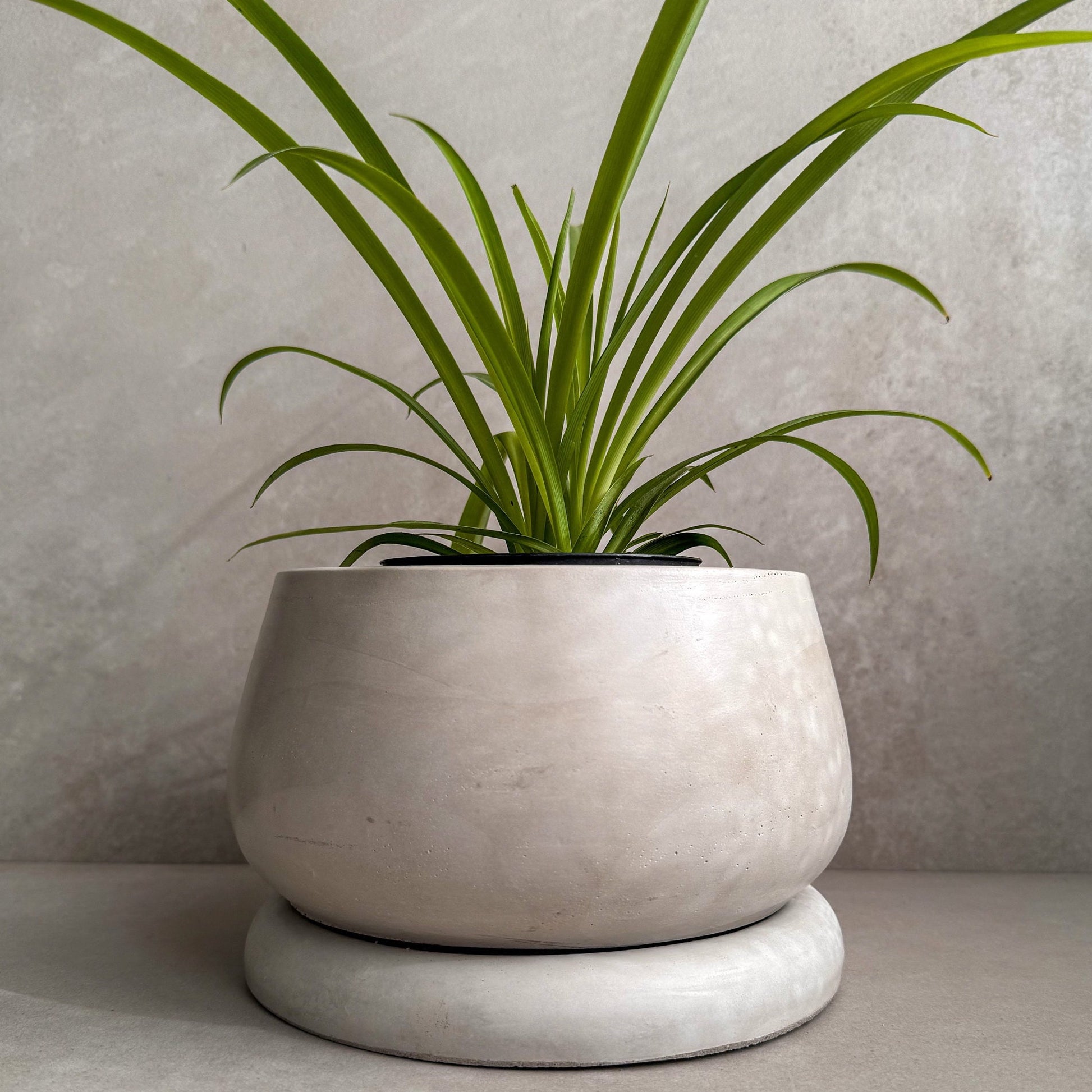 modern plant saucer Concrete Planter with Saucer, Modern Plant Pot, Bubble Planter, Decora – Minimallootdesign