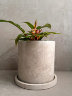 Concrete Planter with Saucer, Large Modern Plant Pot, Bubble Planter, Decorative Cement Pot, Minimalist Pot with Drainage, Tall Nordic Pot
