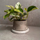 Concrete Planter with Saucer, Modern Plant Pot, Small Round Planter, Houseplant Decor, Minimalist Pot with Saucer, Nordic Pot, Chunky Pot