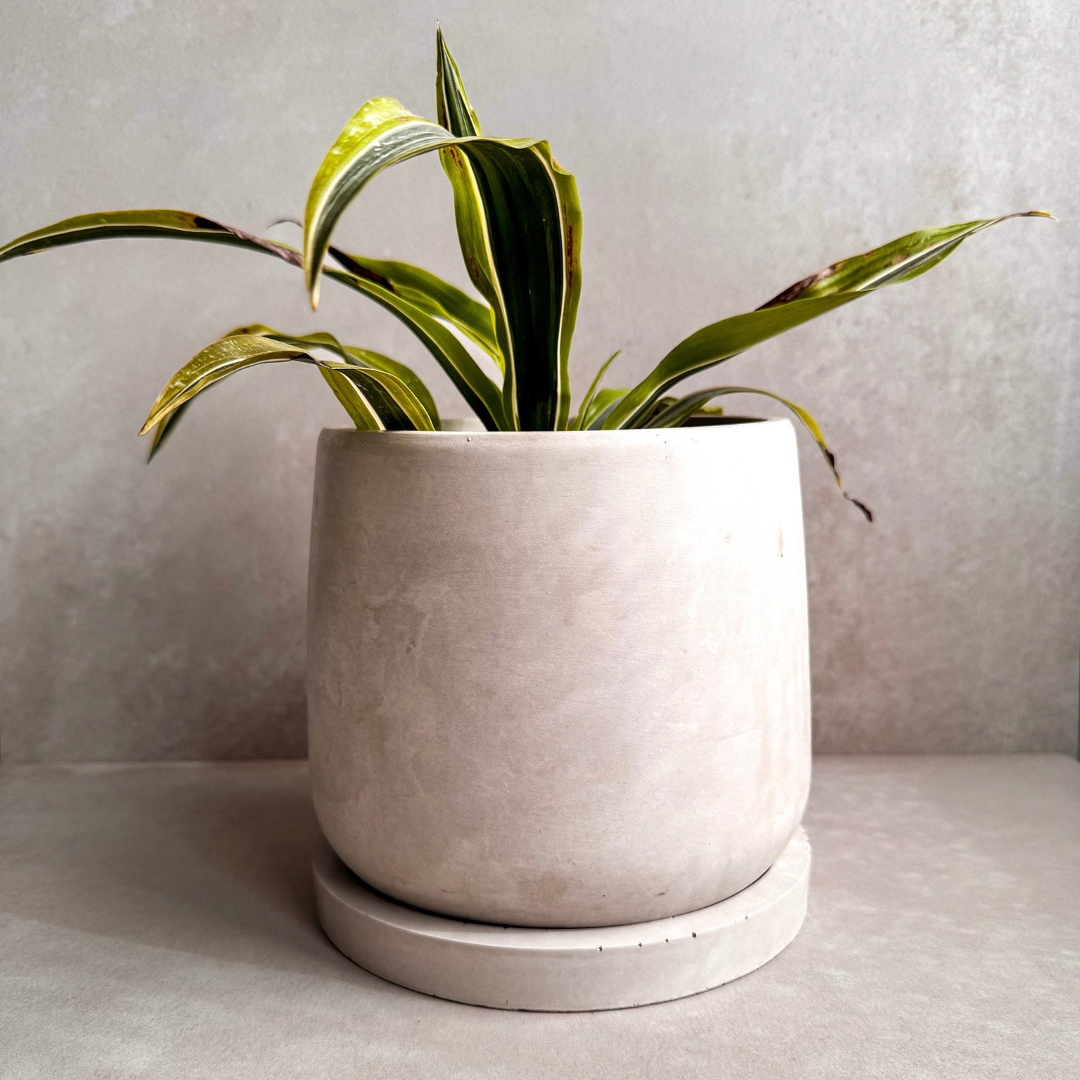 Concrete Planter with Saucer, Modern Plant Pot, Stone Planter, Decorative Cement Pot, Minimalist Pot with Drainage, Nordic Pot, 7” Round Pot