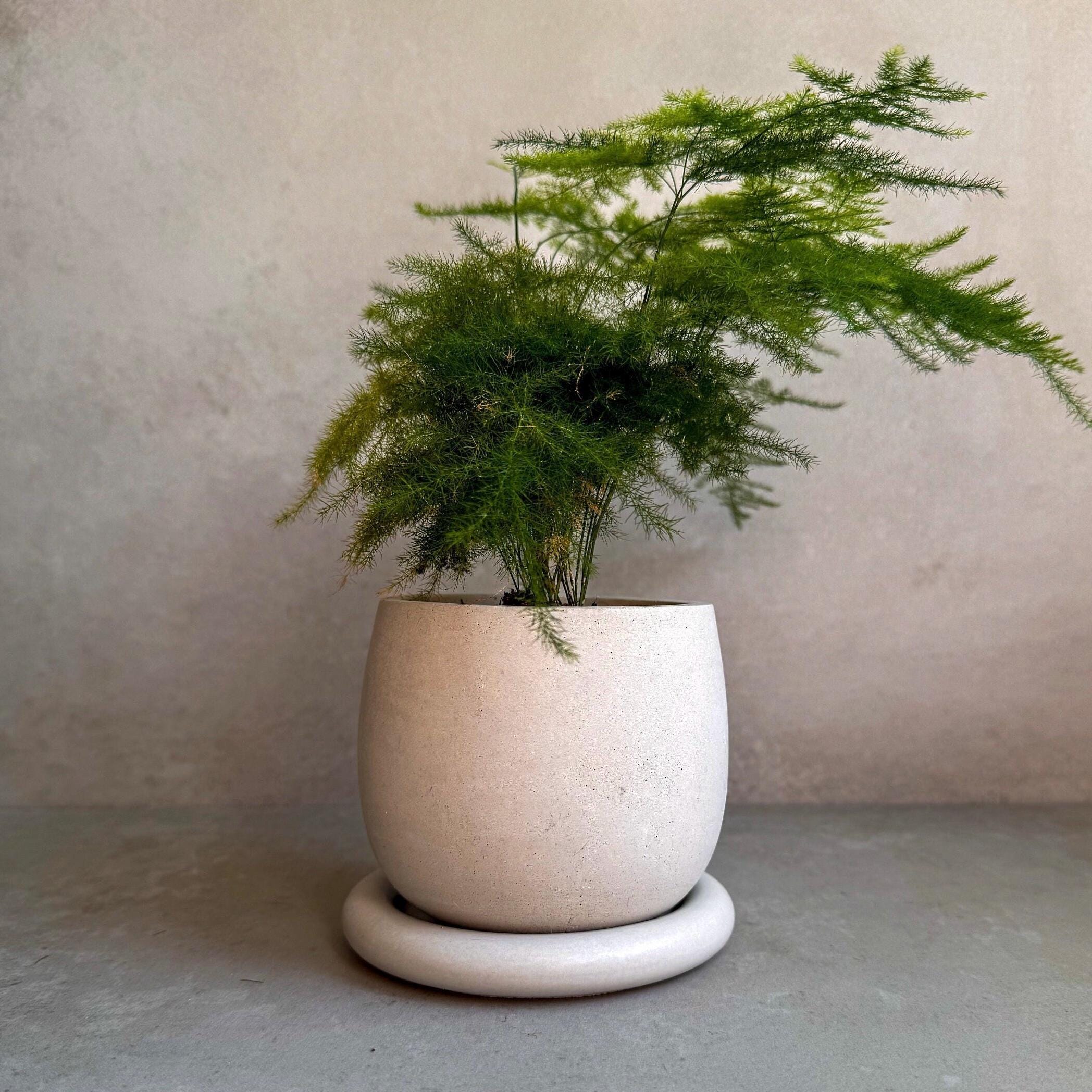 Concrete Planter with Drainage, Cute Plant Pot, Bubble Planter, Decorative Cement Pot, Minimalist Pot with Saucer, Nordic, Chunky Pot