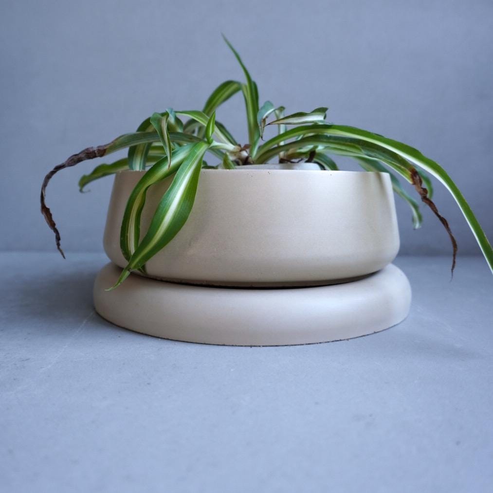 Concrete Planter with Bulky Saucer | Minimalist Pot with Drainage, Shallow Bonsai Planter with Tray, Neutral Home Decor, Nature Inspired