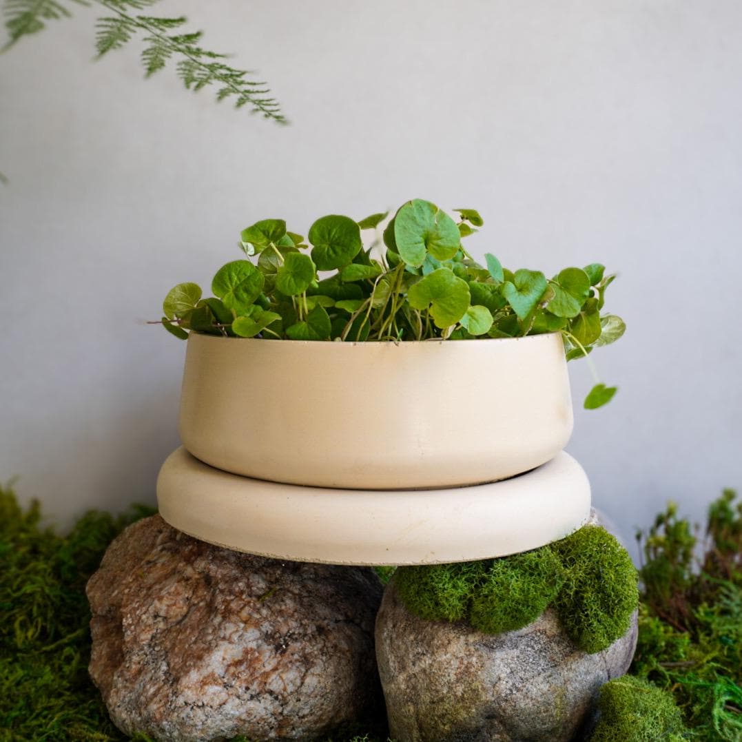 Concrete Planter with Bulky Saucer | Minimalist Pot with Drainage, Shallow Bonsai Planter with Tray, Neutral Home Decor, Nature Inspired