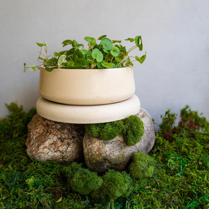 Concrete Planter with Bulky Saucer | Minimalist Pot with Drainage, Shallow Bonsai Planter with Tray, Neutral Home Decor, Nature Inspired