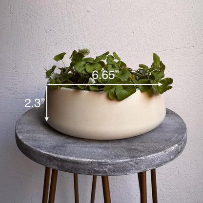 Concrete Planter with Bulky Saucer | Minimalist Pot with Drainage, Shallow Bonsai Planter with Tray, Neutral Home Decor, Nature Inspired