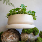 Concrete Planter with Bulky Saucer | Minimalist Pot with Drainage, Shallow Bonsai Planter with Tray, Neutral Home Decor, Nature Inspired